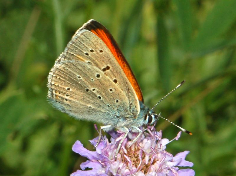 Un Licenide un poco strano da identificare